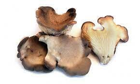 Medium Size Mushroom Grow Box - Abalone Black Mushroom Medium Size Mushroom Grow Box - Abalone Black Mushroom