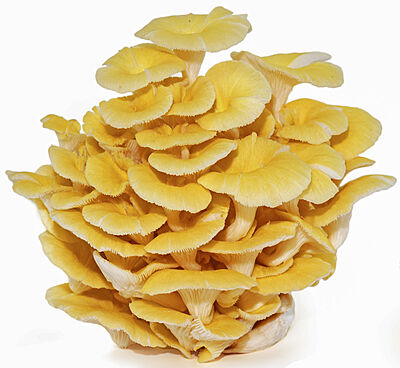 Medium Size Mushroom Grow Box - Golden Oyster