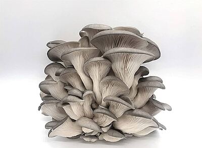Medium Size Mushroom Grow Box - Grey Oyster