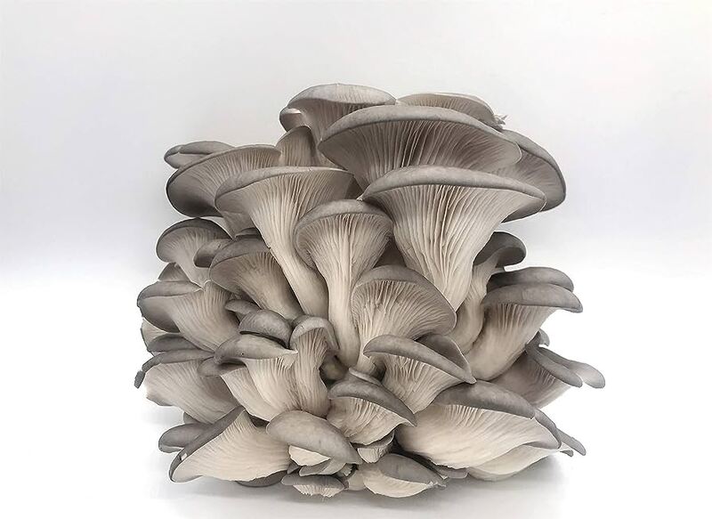 Medium Size Mushroom Grow Box - Grey Oyster Medium Size Mushroom Grow Box - Grey Oyster